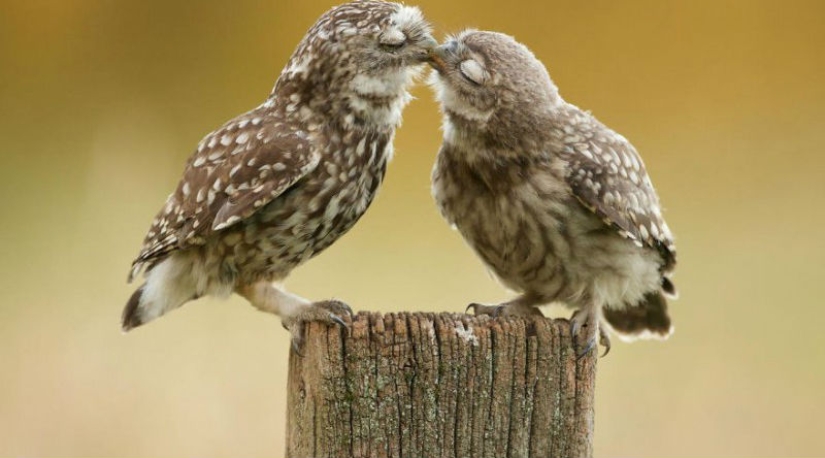 Very well animal lovers