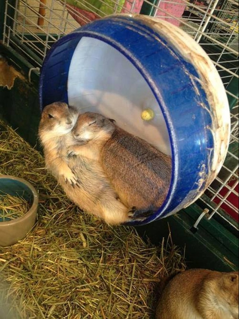 Very well animal lovers