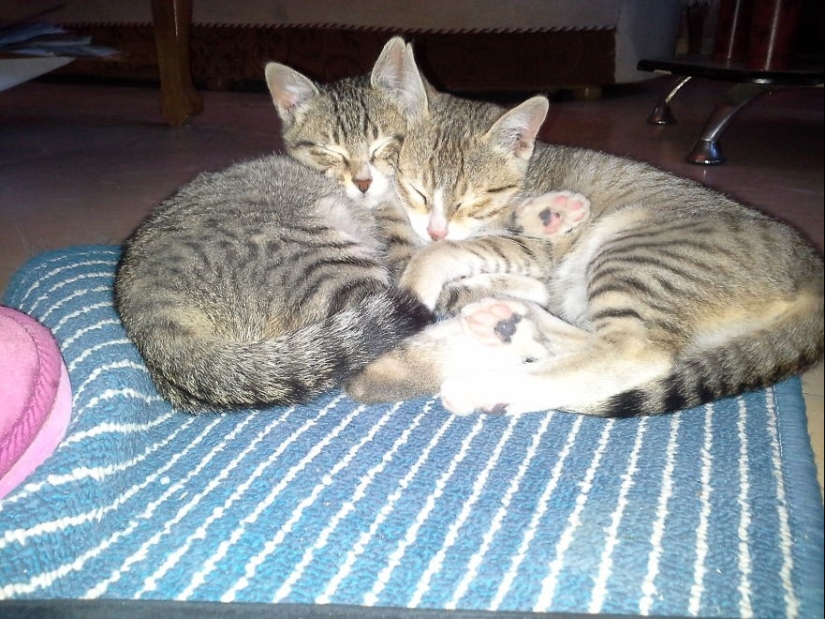 Very well animal lovers