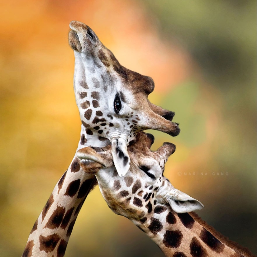 Very well animal lovers