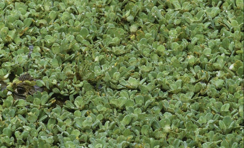 ¿Ves animales en las fotos? ¿Ves animales en las fotos?