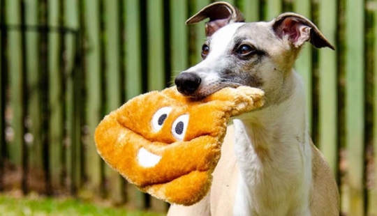 Veterinarians explained why dogs eat feces and grass