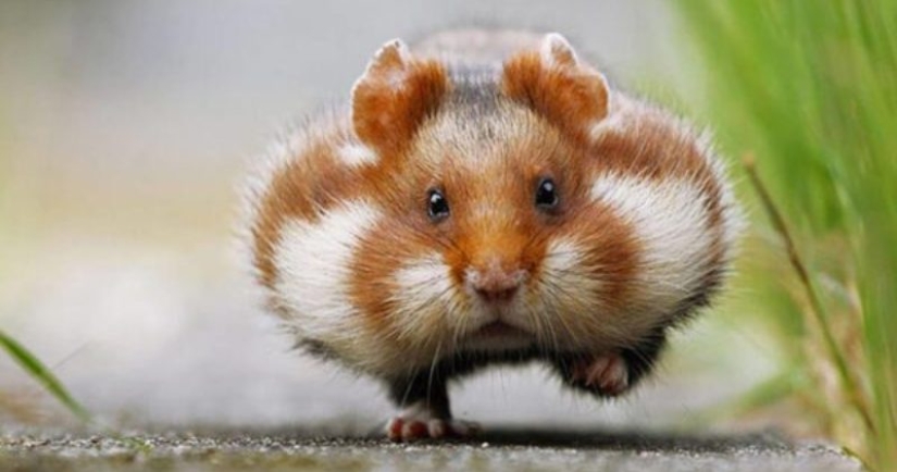 Veterinarians told about the unenviable share of hamsters — illness, suffering, early death Veterinarians told about the unenviable share of hamsters — illness, suffering, early death