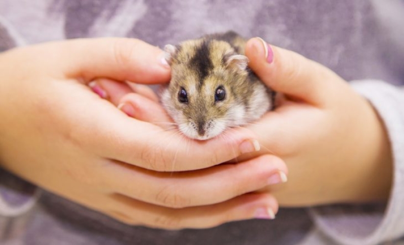 Veterinarians told about the unenviable share of hamsters — illness, suffering, early death Veterinarians told about the unenviable share of hamsters — illness, suffering, early death
