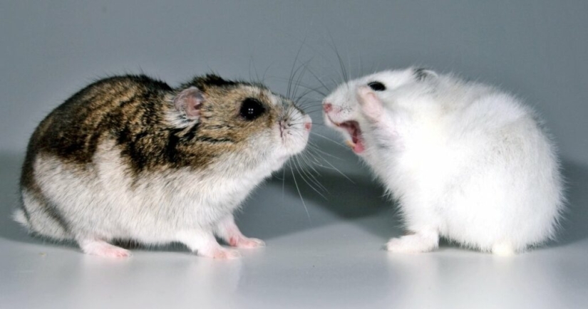 Veterinarians told about the unenviable share of hamsters — illness, suffering, early death Veterinarians told about the unenviable share of hamsters — illness, suffering, early death