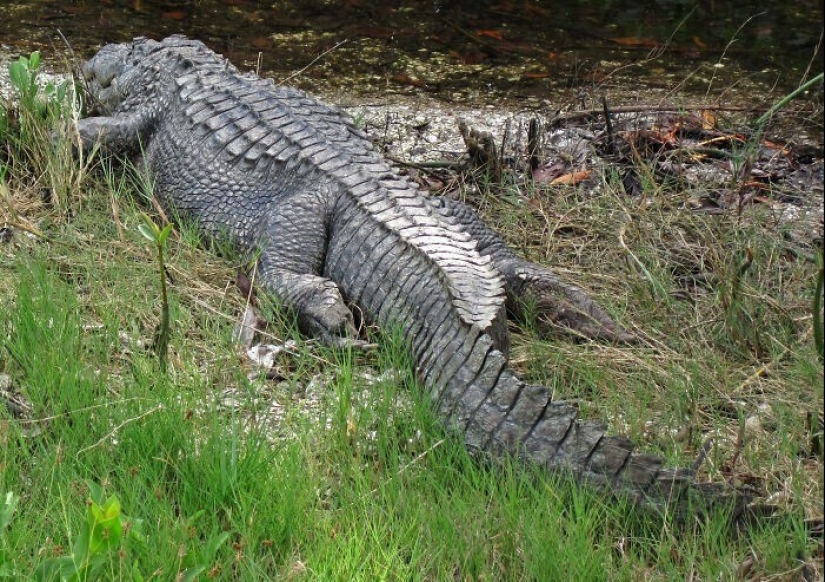 "Vodka, oso, tosca": en Reddit, llaman a su país con pistas "Vodka, oso, tosca": en Reddit, llaman a su país con pistas