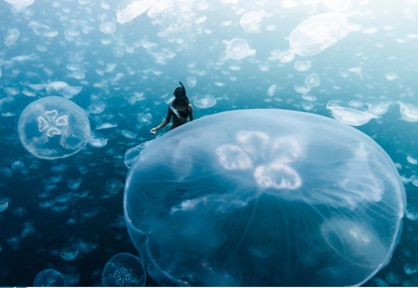 Walking under water: the fearless divers are surrounded by thousands of jellyfish Walking under water: the fearless divers are surrounded by thousands of jellyfish