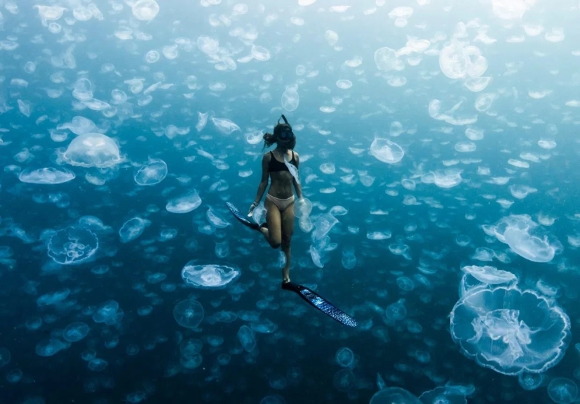 Walking under water: the fearless divers are surrounded by thousands of jellyfish Walking under water: the fearless divers are surrounded by thousands of jellyfish