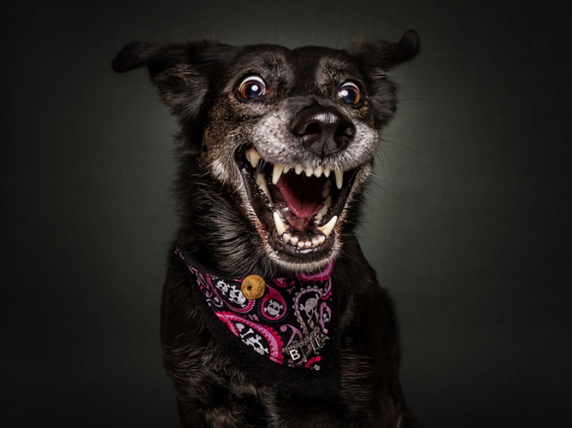 Want a yummy and not raskoryachishsya: funny dogs catch the food