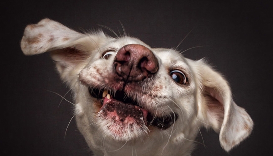 Want a yummy and not raskoryachishsya: funny dogs catch the food