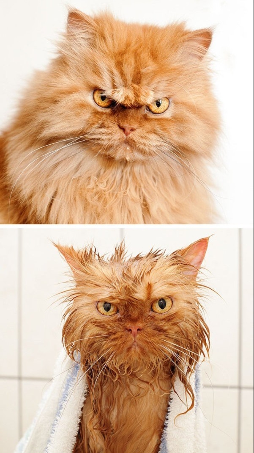 Washed and insulted: 8 cats who took a bath Washed and insulted: 8 cats who took a bath