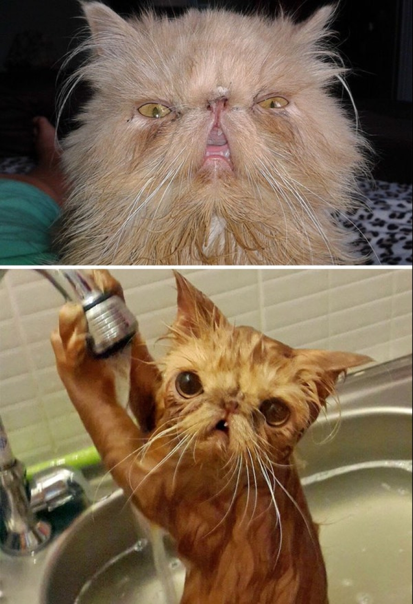 Washed and insulted: 8 cats who took a bath Washed and insulted: 8 cats who took a bath
