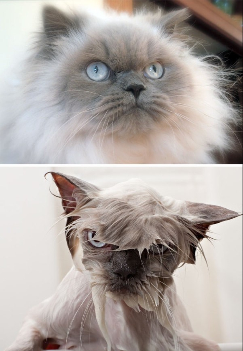 Washed and insulted: 8 cats who took a bath Washed and insulted: 8 cats who took a bath