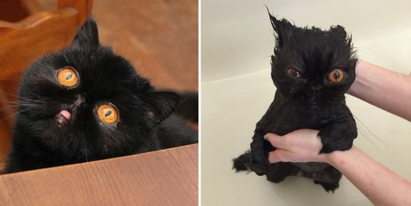 Washed and insulted: 8 cats who took a bath Washed and insulted: 8 cats who took a bath