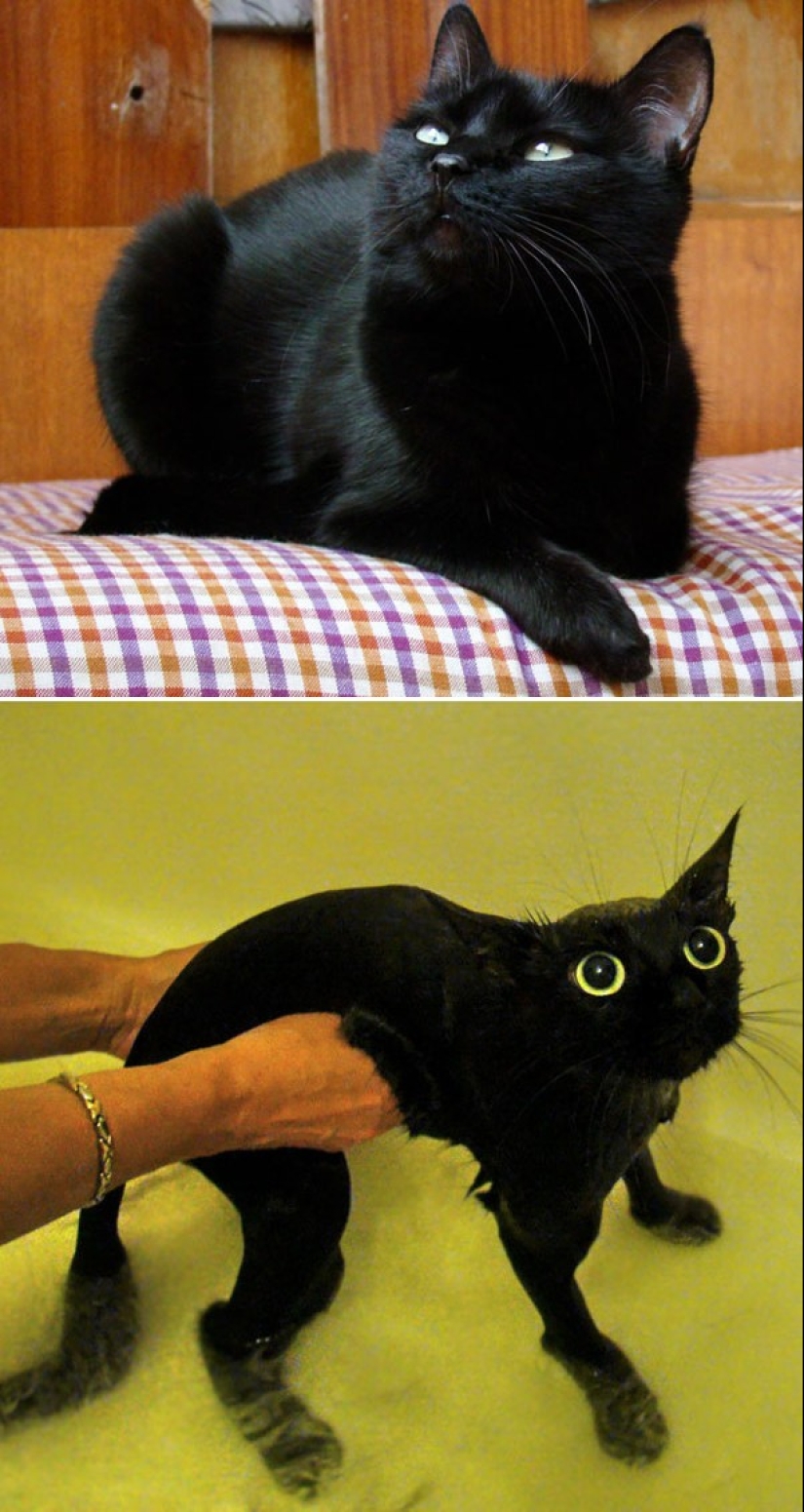 Washed and insulted: 8 cats who took a bath Washed and insulted: 8 cats who took a bath