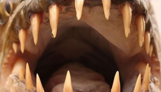 Water Monster from Africa-Goliath tiger Fish Water Monster from Africa-Goliath tiger Fish