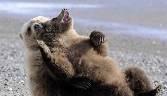 We learn to relax like bears