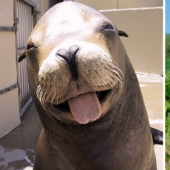 We then discovered that the seals really are... blennies!