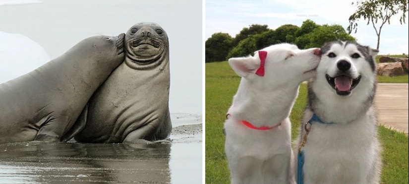 We then discovered that the seals really are... blennies! We then discovered that the seals really are... blennies!