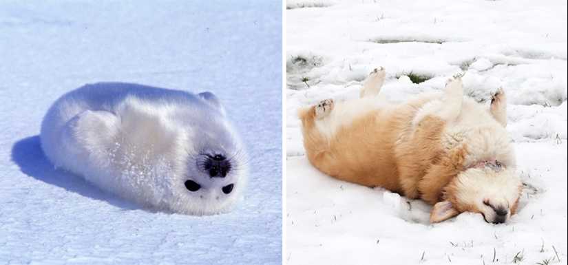 We then discovered that the seals really are... blennies! We then discovered that the seals really are... blennies!