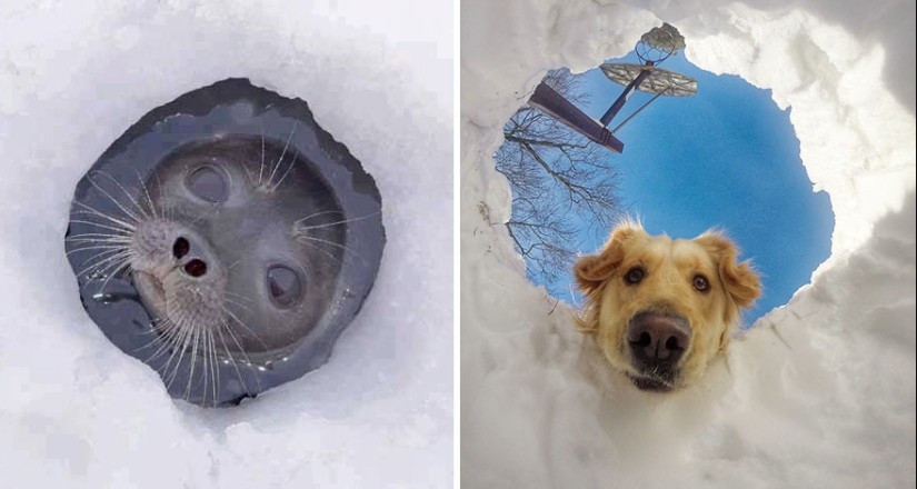 We then discovered that the seals really are... blennies! We then discovered that the seals really are... blennies!