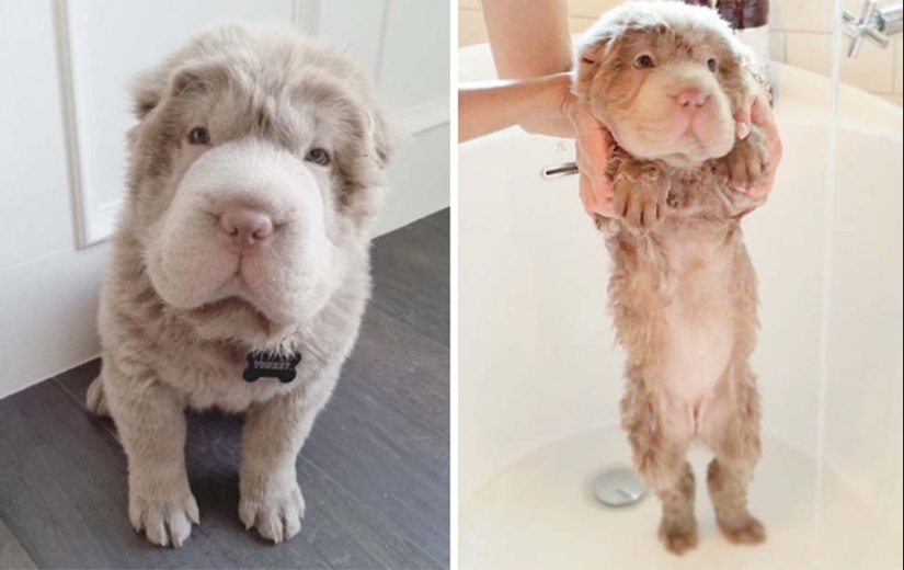 Wet Dog Post: Funny dogs before and after bathing