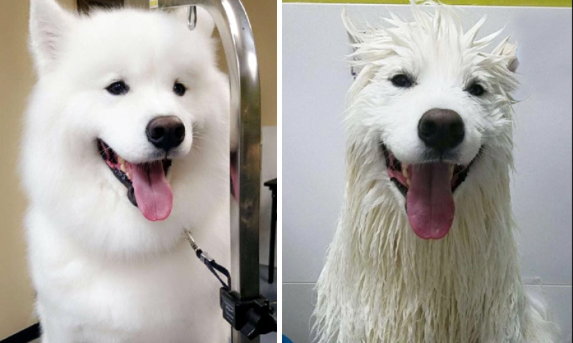 Wet Dog Post: Funny dogs before and after bathing