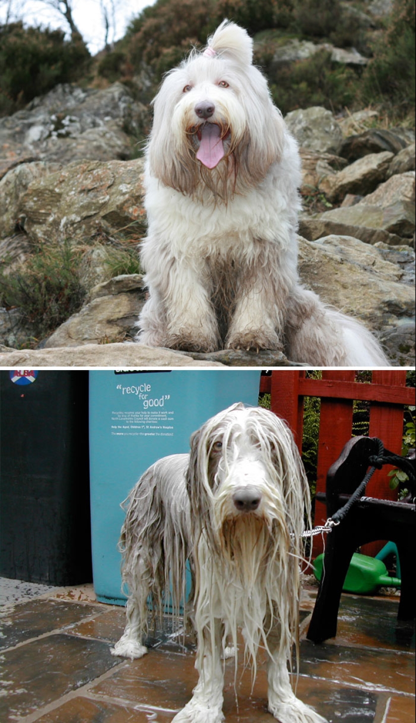 Wet Dog Post: Funny dogs before and after bathing