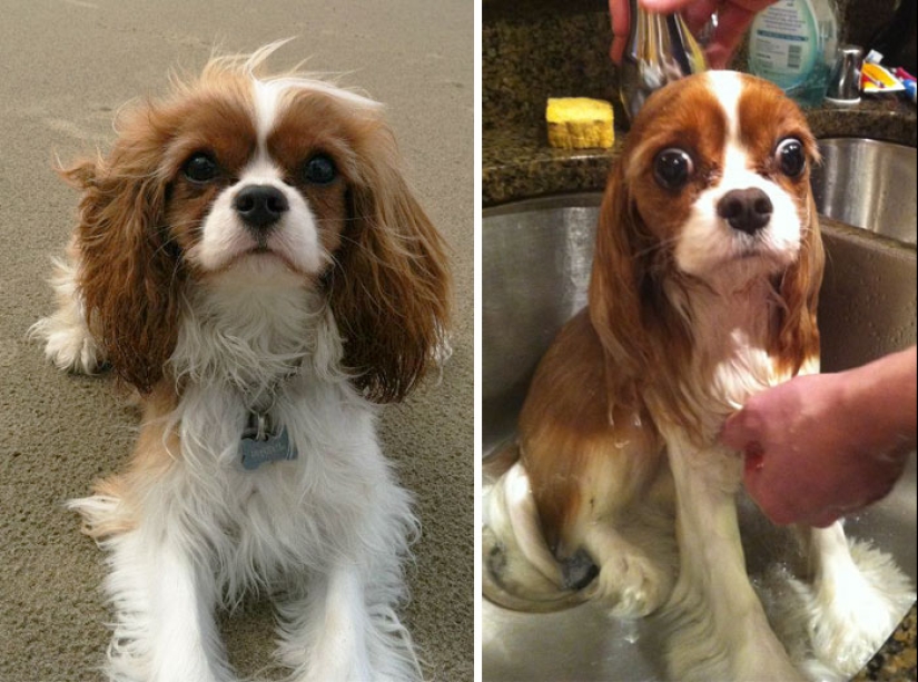 Wet Dog Post: Funny dogs before and after bathing