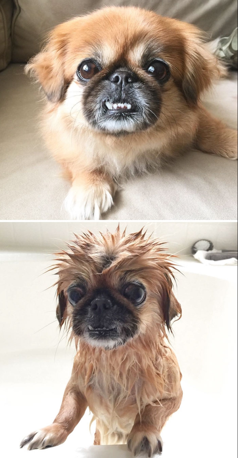 Wet Dog Post: Funny dogs before and after bathing
