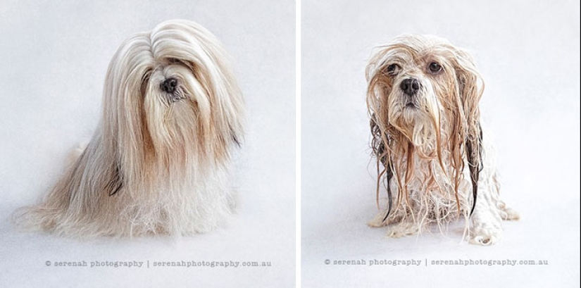 Wet Dog Post: Funny dogs before and after bathing