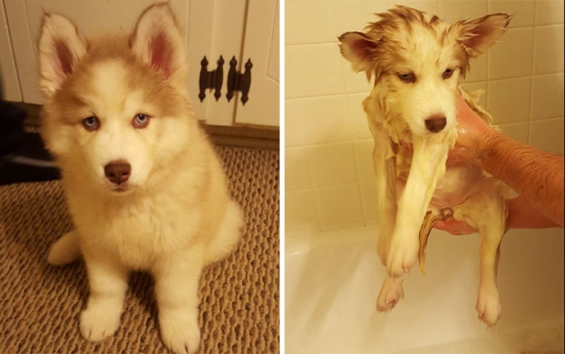 Wet Dog Post: Funny dogs before and after bathing