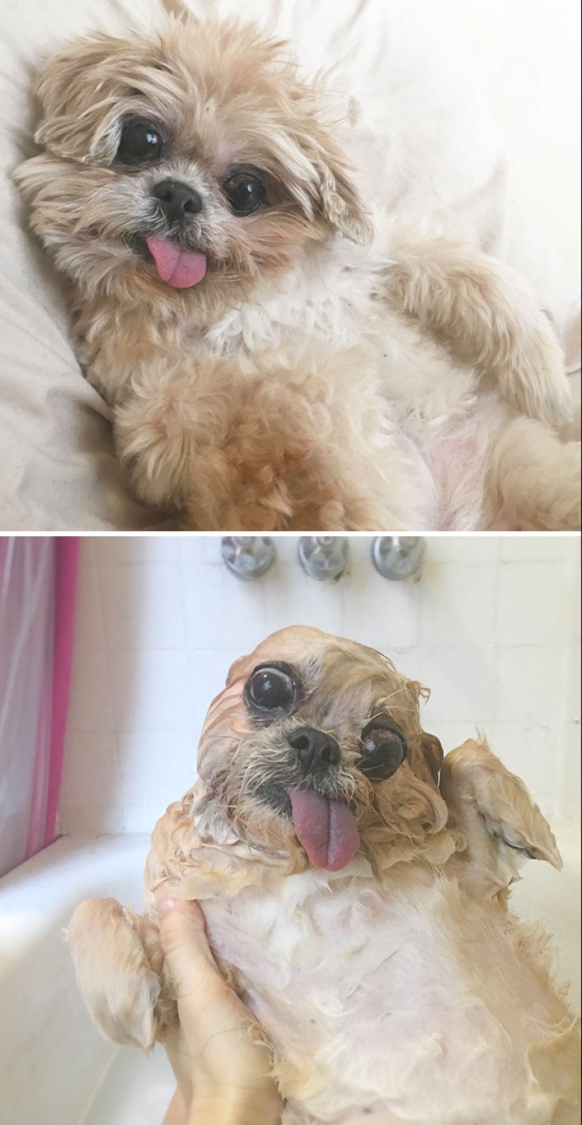 Wet Dog Post: Funny dogs before and after bathing