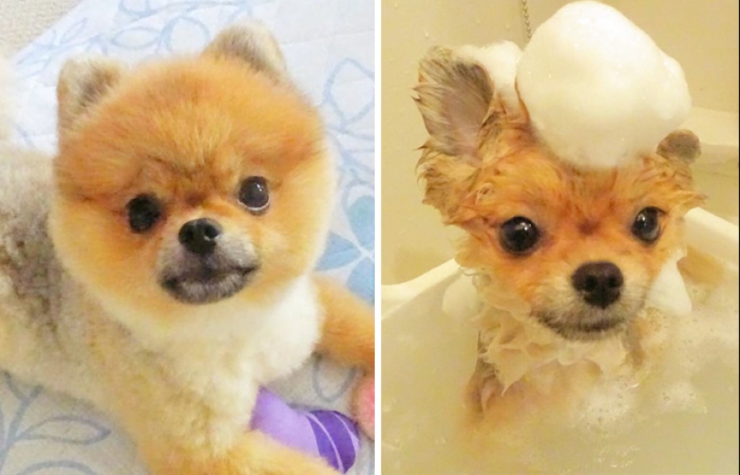 Wet Dog Post: Funny dogs before and after bathing