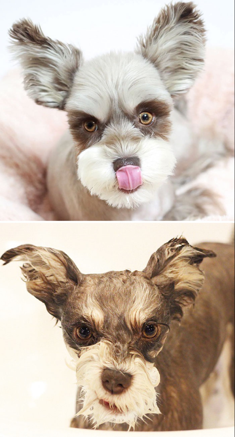 Wet Dog Post: Funny dogs before and after bathing