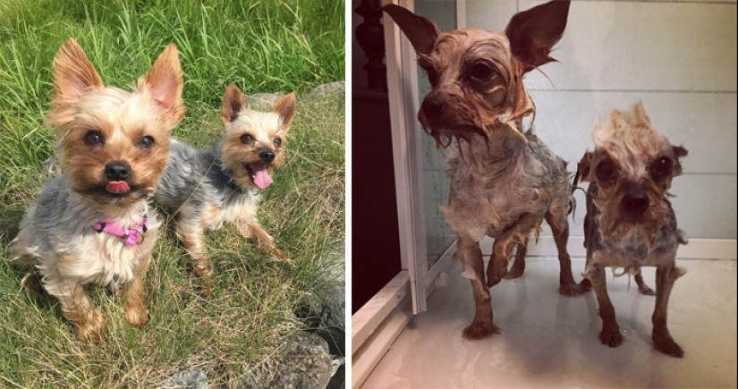 Wet Dog Post: Funny dogs before and after bathing