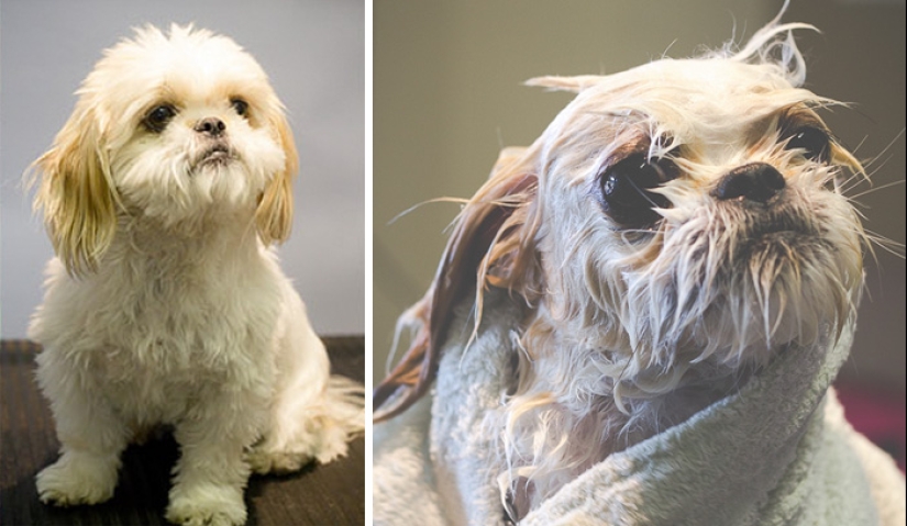 Wet Dog Post: Funny dogs before and after bathing