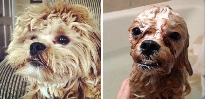 Wet Dog Post: Funny dogs before and after bathing