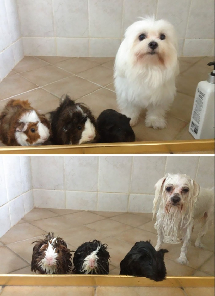 Wet Dog Post: Funny dogs before and after bathing