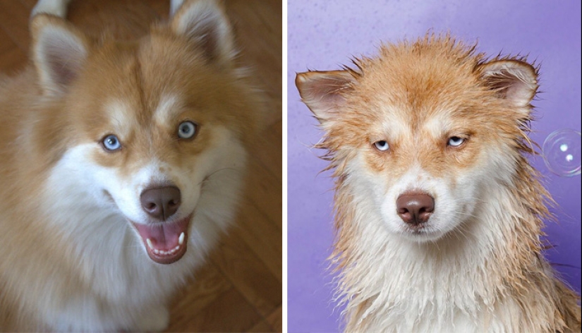 Wet Dog Post: Funny dogs before and after bathing