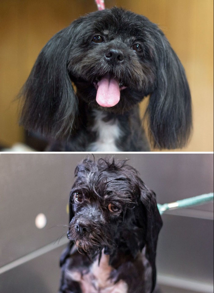 Wet Dog Post: Funny dogs before and after bathing
