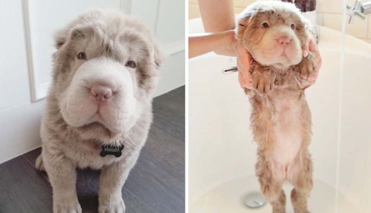 Wet Dog Post: Funny dogs before and after bathing