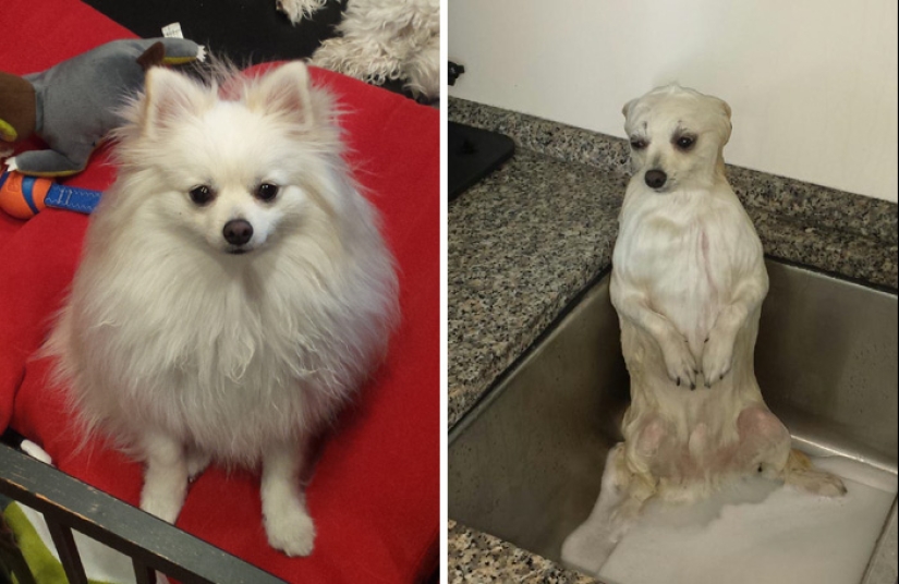 Wet Dog Post: Funny dogs before and after bathing