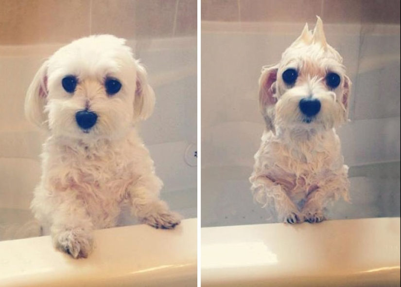 Wet Dog Post: Funny dogs before and after bathing