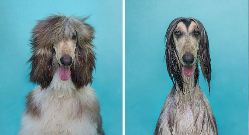 Wet Dog Post: Funny dogs before and after bathing
