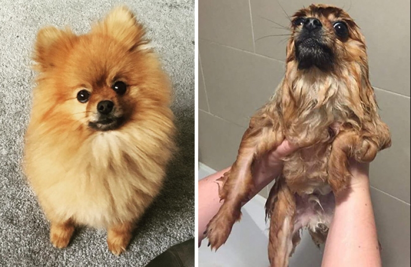Wet Dog Post: Funny dogs before and after bathing