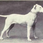 What 100 years of" improvement " of pedigreed dogs have led to