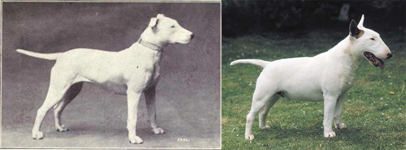 What 100 years of" improvement " of pedigreed dogs have led to