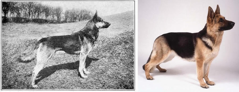 What 100 years of" improvement " of pedigreed dogs have led to