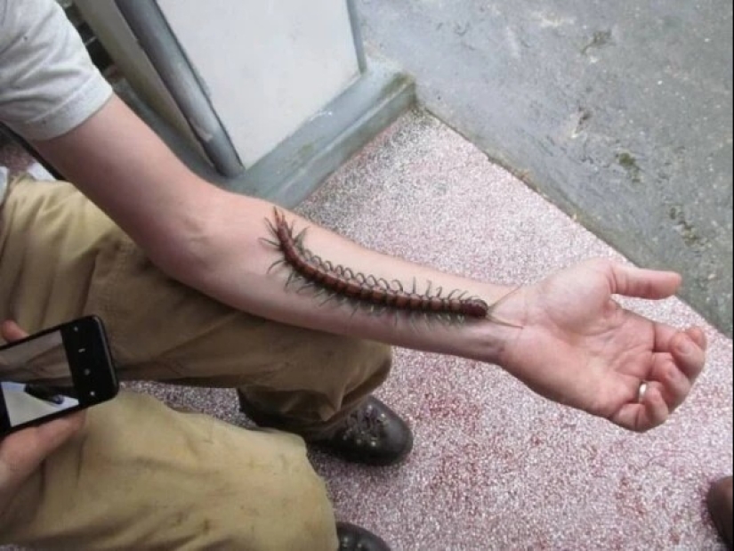 What are you doing here?" 22 strange photos that will puzzle anyone